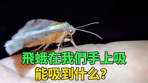 飛蛾代表什麼